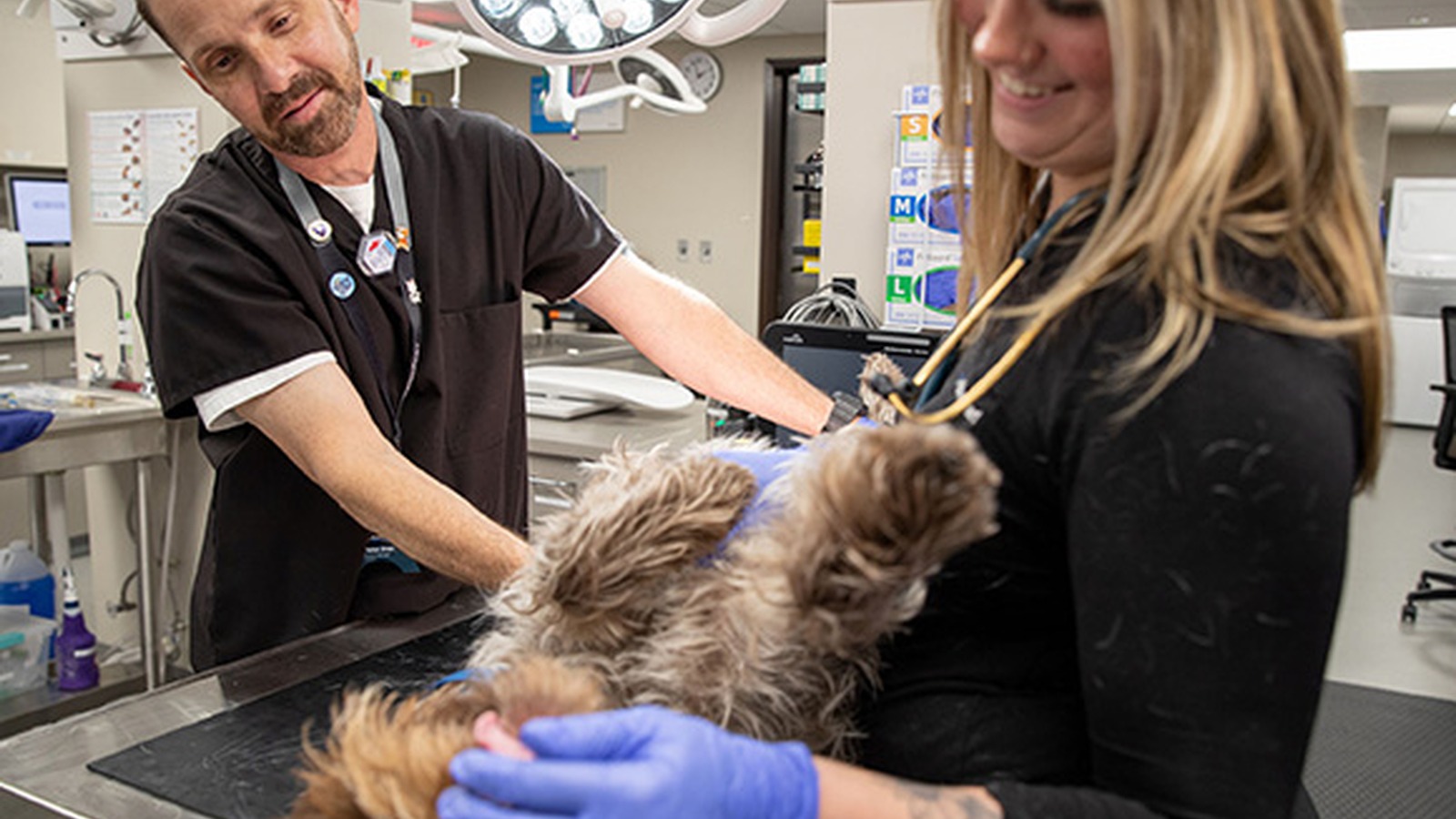 Veterinary Anesthesiologists