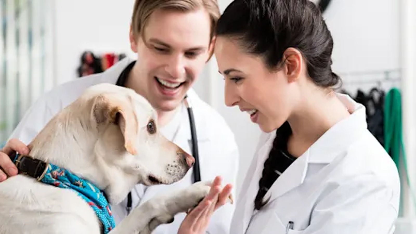 Associate Veterinarians