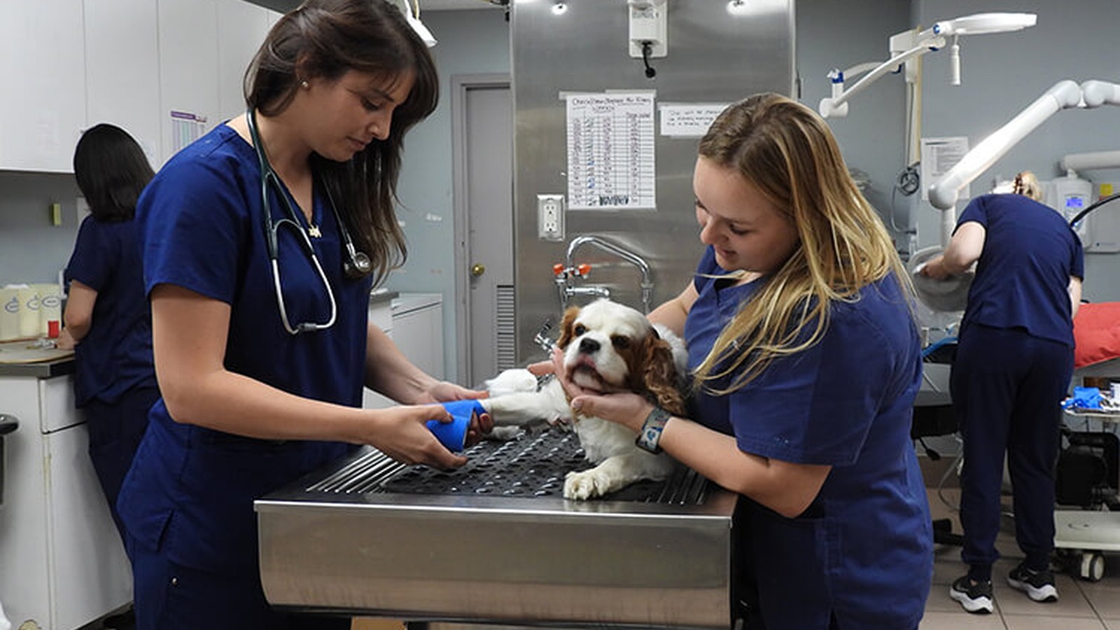 Veterinary Criticalists