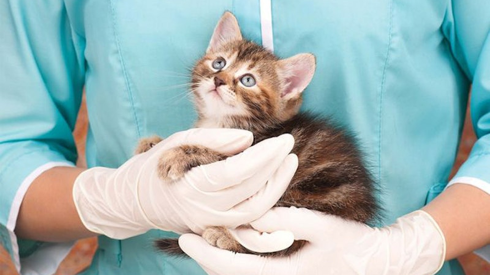 Veterinary Oncologists