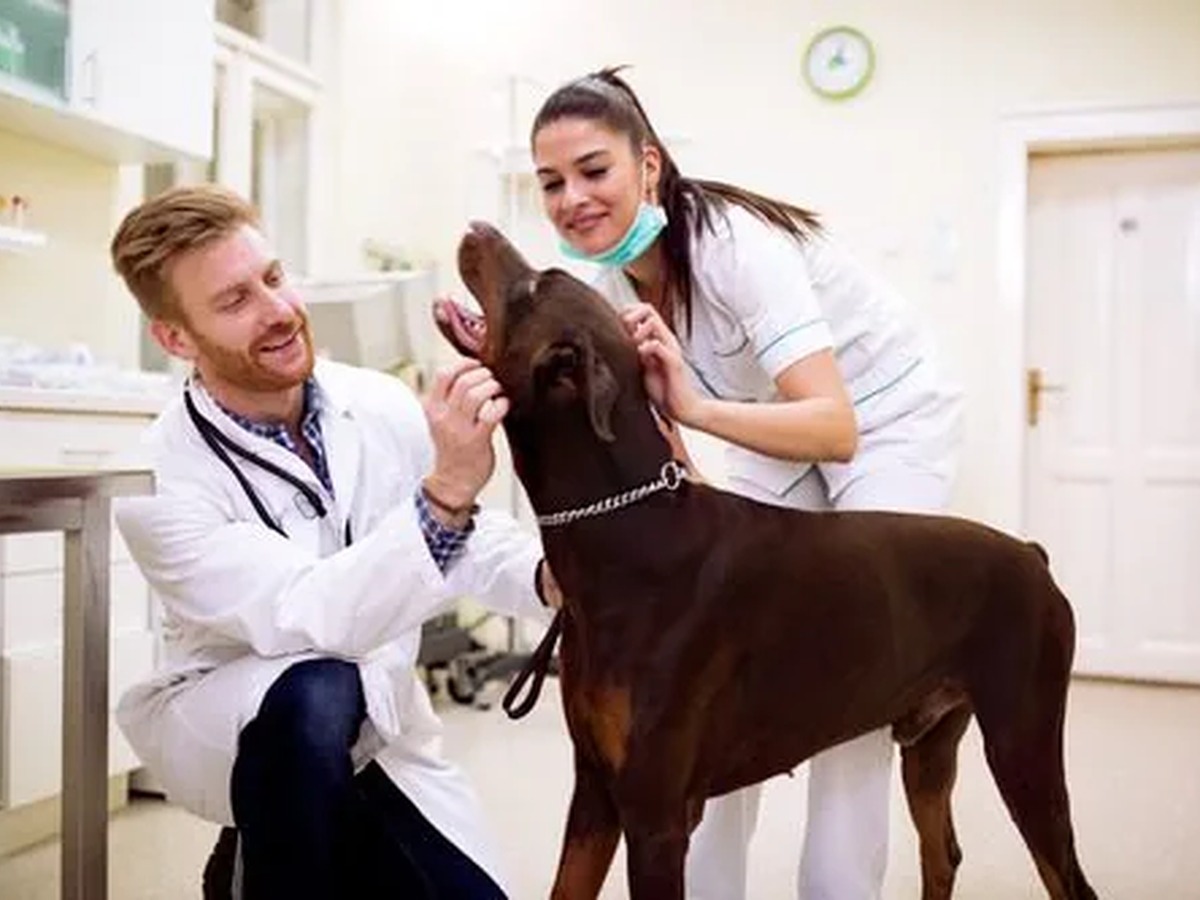 Associate Veterinarians
